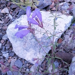 Dracocephalum peregrinum