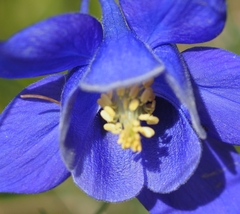 Aquilegia pyrenaica