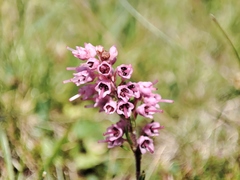 Erica spiculifolia