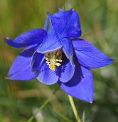 Aquilegia pyrenaica