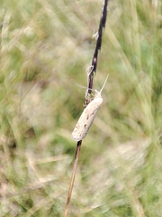Cnephasiini