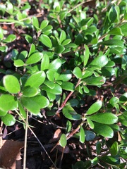 Arctostaphylos uva-ursi