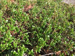 Arctostaphylos uva-ursi