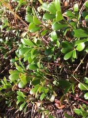 Arctostaphylos uva-ursi