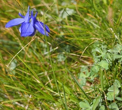 Aquilegia pyrenaica