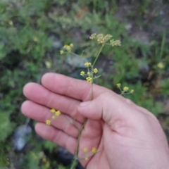 Bupleurum bicaule
