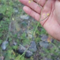 Bupleurum bicaule