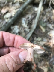 Lactarius hibbardiae