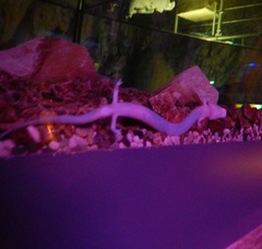 Proteus anguinus