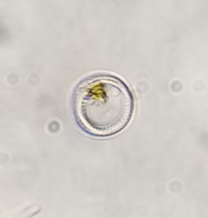 Cyclotella quillensis