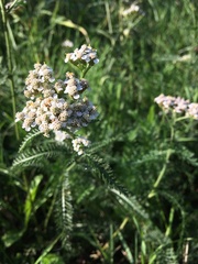 Achillea millefolium