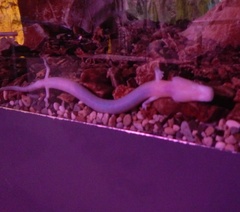 Proteus anguinus