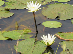 Nymphaea pulchella