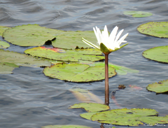 Nymphaea pulchella