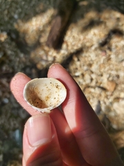 Lioconcha fastigiata