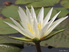 Nymphaea pulchella