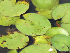 Nymphaea pulchella