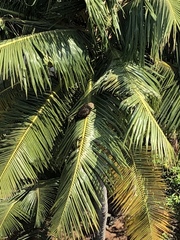 Milvus migrans