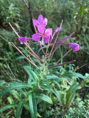 Chamaenerion angustifolium