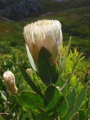Protea lacticolor