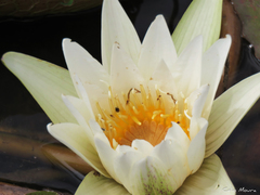 Nymphaea pulchella