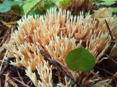 Ramaria tsugina