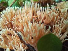 Ramaria tsugina