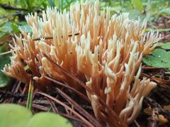 Ramaria tsugina