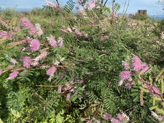 Mimosa dysocarpa