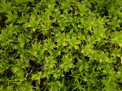 Syntrichia virescens