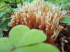 Ramaria tsugina
