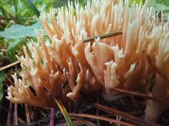 Ramaria tsugina