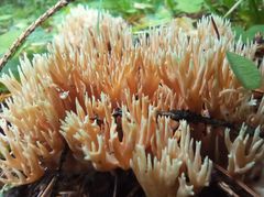 Ramaria tsugina