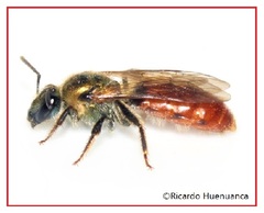 Corynura corinogaster