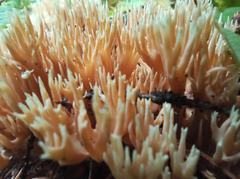 Ramaria tsugina