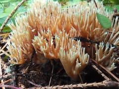 Ramaria tsugina