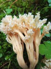 Ramaria pallida