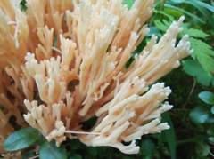 Ramaria pallida