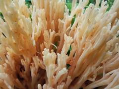 Ramaria pallida