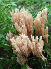 Ramaria pallida