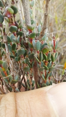 Stylapterus fruticulosus