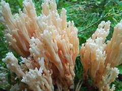 Ramaria pallida