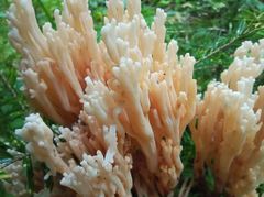 Ramaria pallida