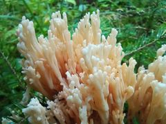 Ramaria pallida