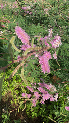 Mimosa dysocarpa