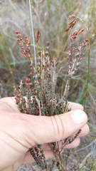 Stylapterus fruticulosus