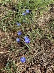 Evolvulus arizonicus