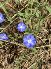 Evolvulus arizonicus