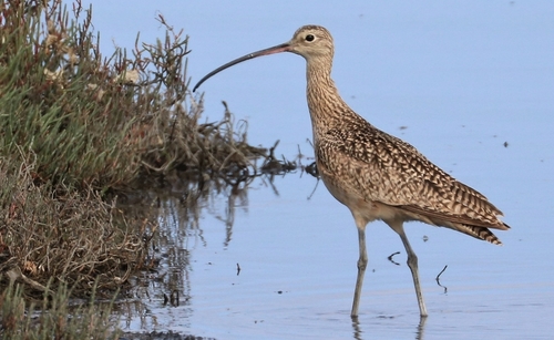 Long-billed Curlew, photo 9 of 9
