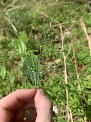 Dichanthelium boscii